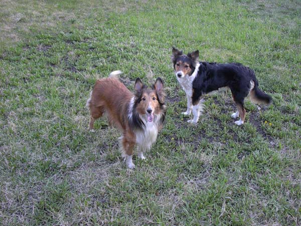 Molly, Maggie and Jake